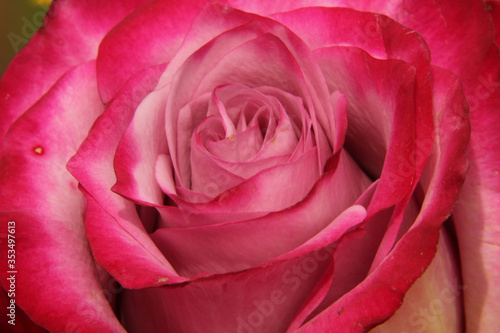 Wallpaper Mural Spirals of Pink Torontodigital.ca