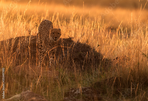 Cheetah coming down a moung in the evening hours at Masai Mara photo