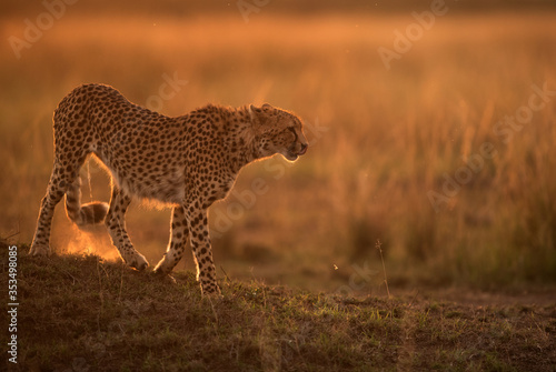 Cheetah moving down a mound in the evening light, Masai Mara