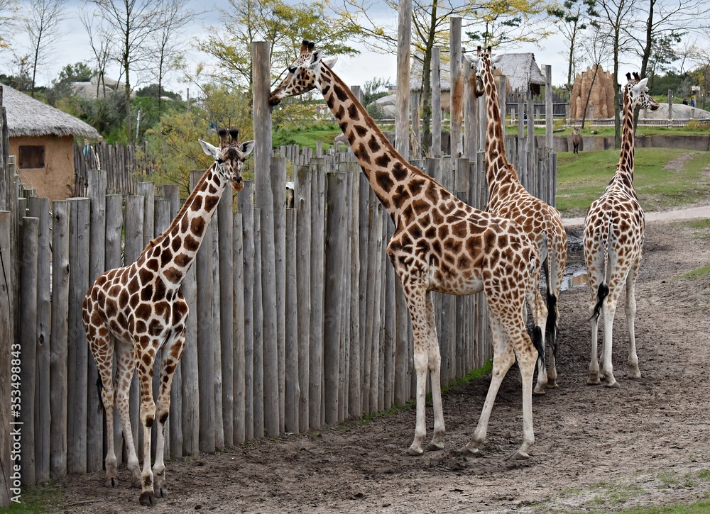 Giraffes in the zoo. Giraffa Camelopardalis. Giraffes in the zoo. Giraffa Camelopardalis.