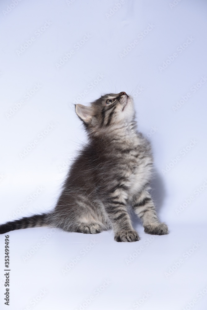 Obraz premium cat on a white