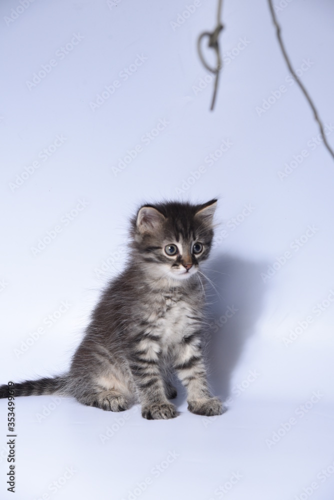 cat with blue eyes