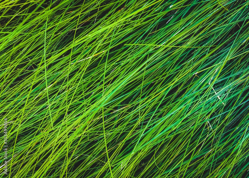 closeup green grass field texture background closeup green grass field texture background