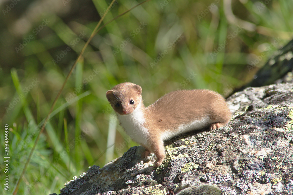 Ermine at Bonneval-sur-arc in the french alps Ermine at Bonneval-sur-arc in the french alps
