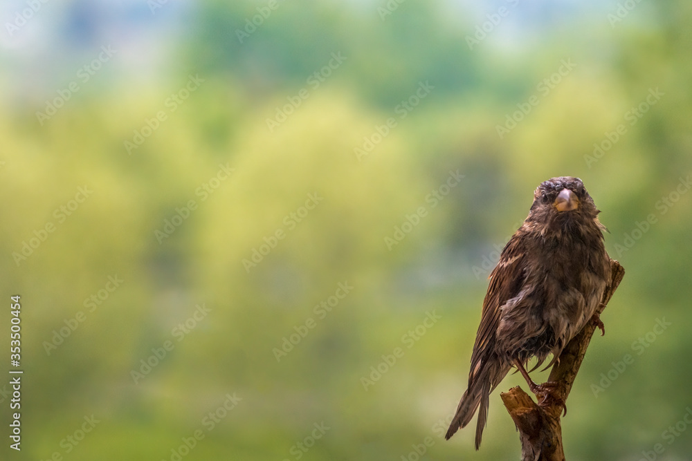 Fototapeta premium Wet sparrow (Passer domesticus) resting on the branch with blurry background