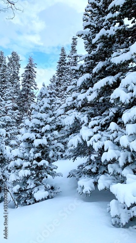 winter pine tree forest in the mountains California 