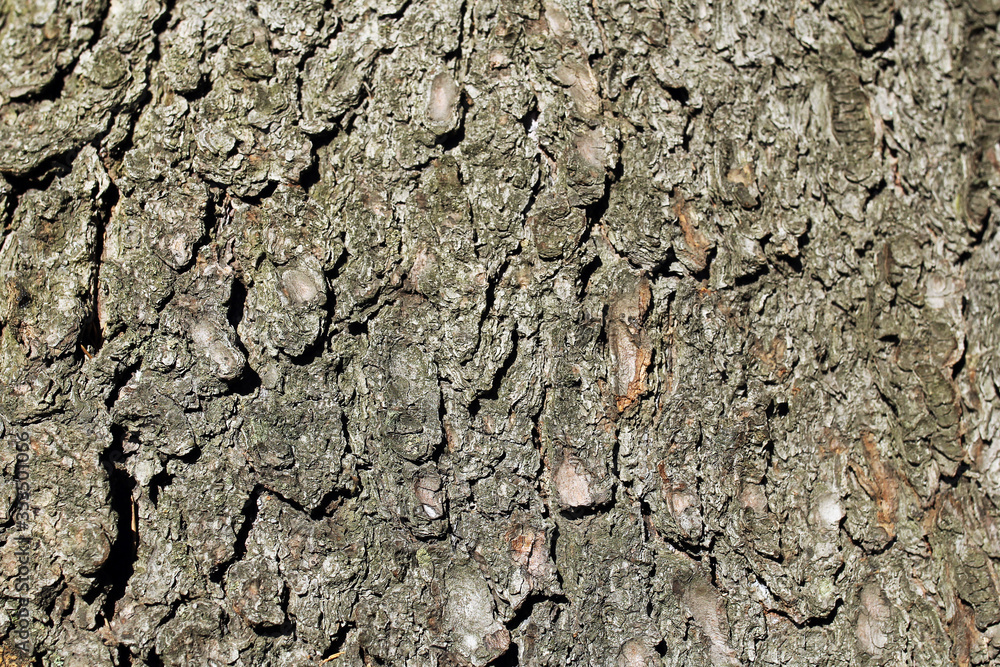 texture of coniferous tree bark texture of coniferous tree bark