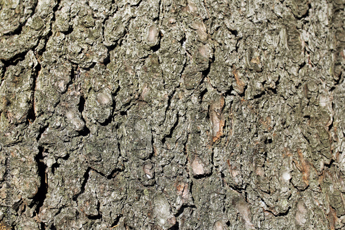 texture of coniferous tree bark