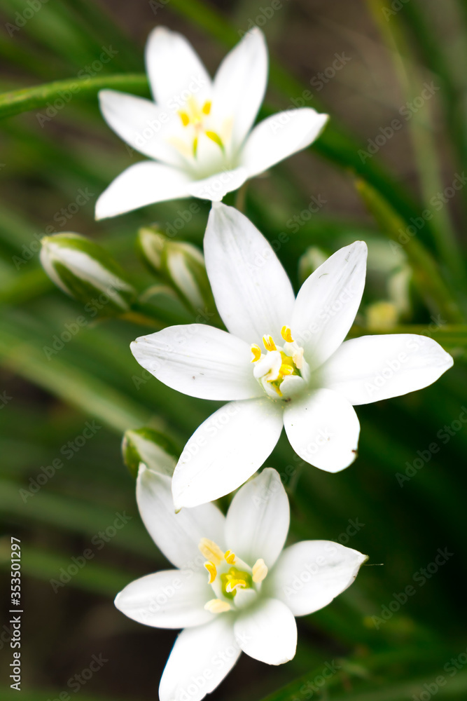 White flowers of the Star of Bethlehem on a dark background White flowers of the Star of Bethlehem on a dark background