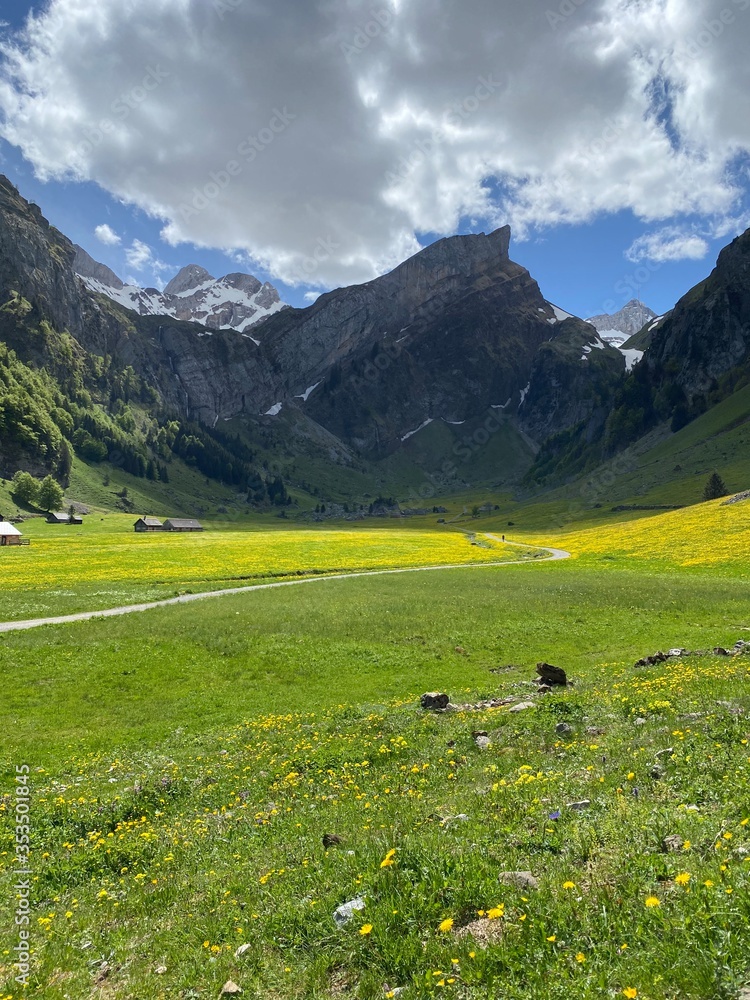 alpine meadow in switzerland