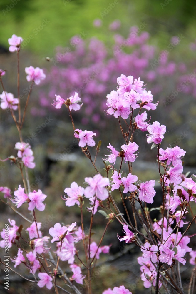 Flowering bush of Daurian Rhododendron. Floral background. Yakut sakura in the forest in Yakutia. Daurian Rhododendron in a forest in Yakutia Flowering bush of Daurian Rhododendron. Floral background. Yakut sakura in the forest in Yakutia. Daurian Rhododendron in a forest in Yakutia