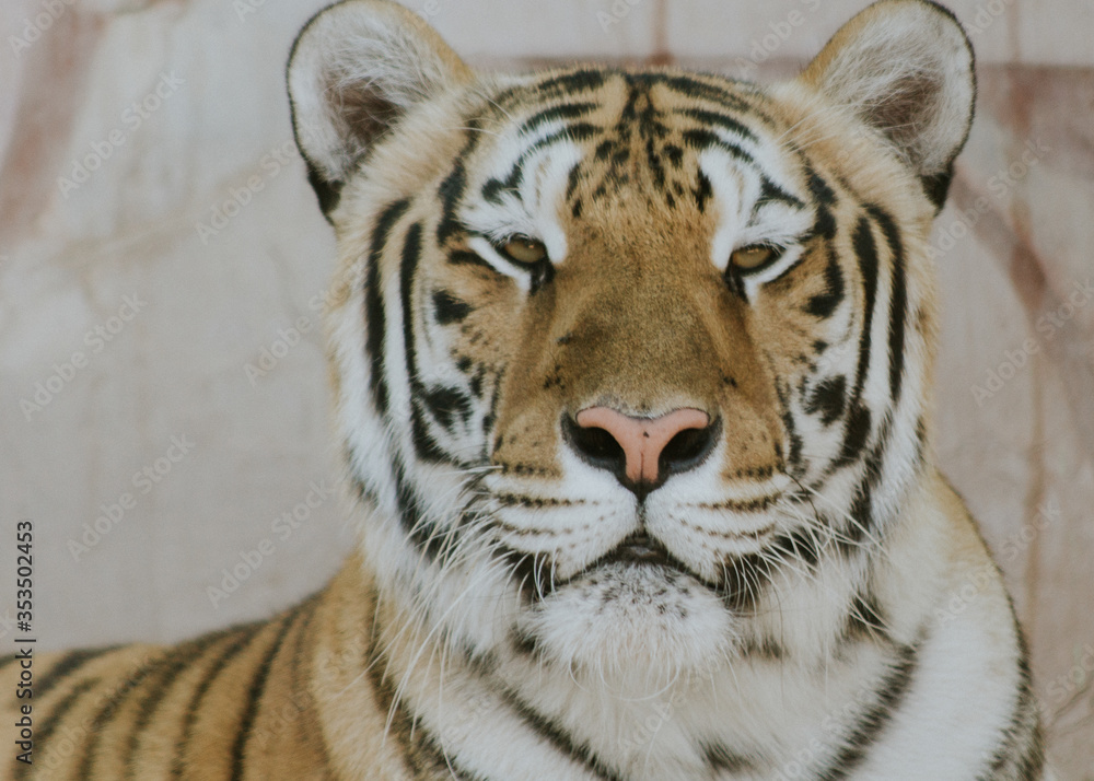 Fototapeta premium Hembra de Tigre de Bengala.