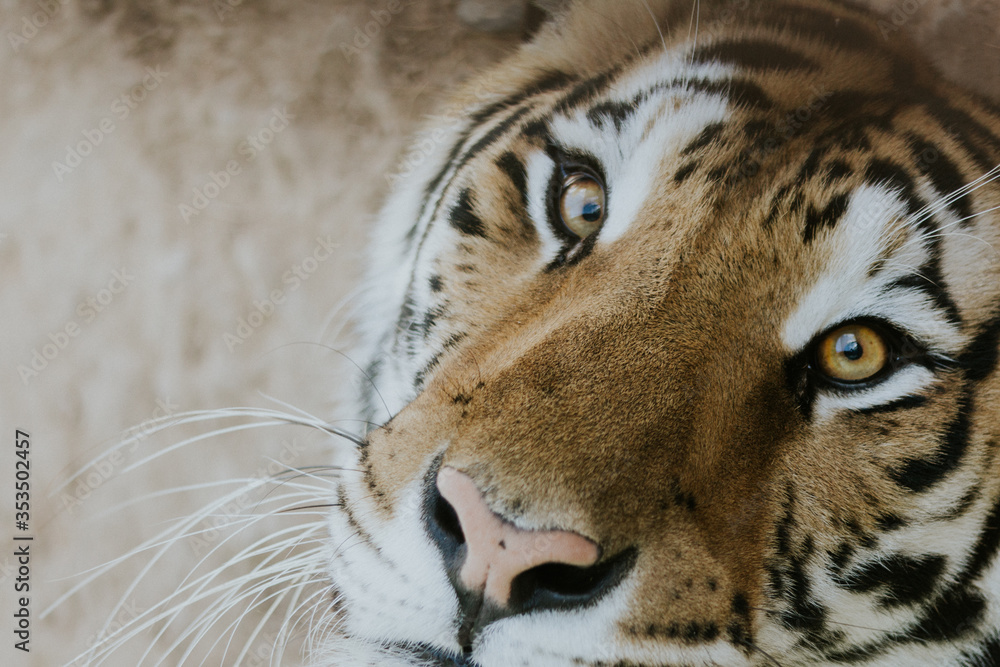 Obraz premium Tigre de Bengala