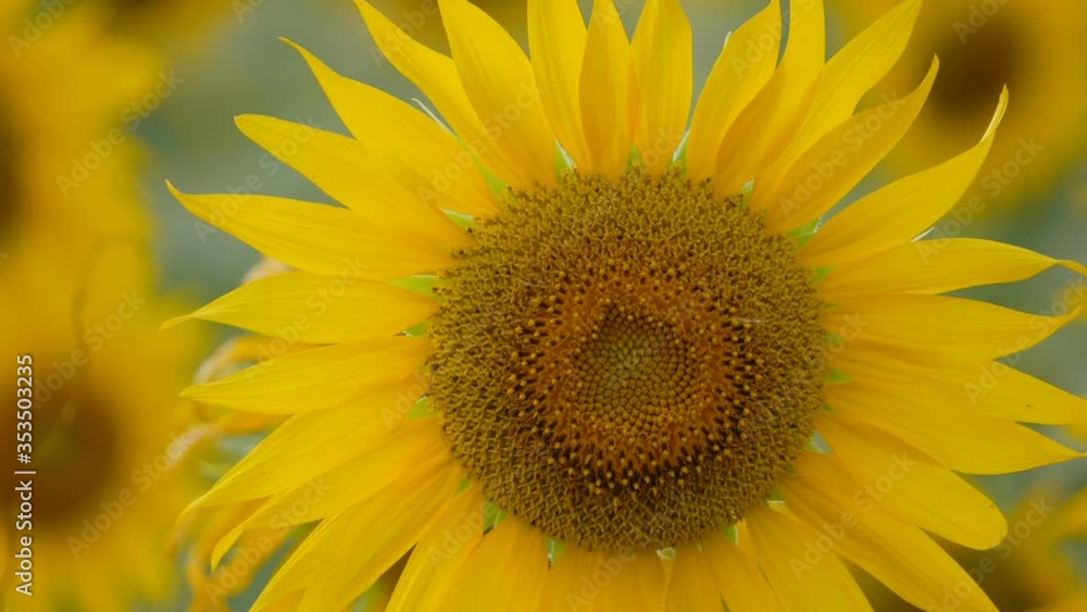 Close up of sunflower against a field Close up of sunflower against a field