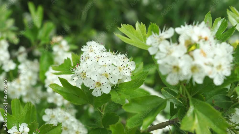 Bees on branch of a flowering tree. spring bloom. pollination of plants. Bees on branch of a flowering tree. spring bloom. pollination of plants.