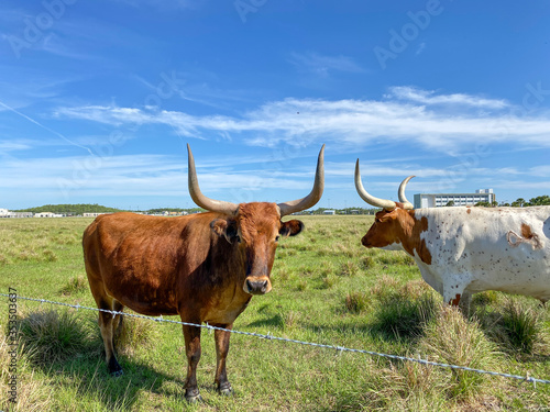 Longhorn Cattle grazing in a pasture in the Laureate Park in Orlando, Florida.
