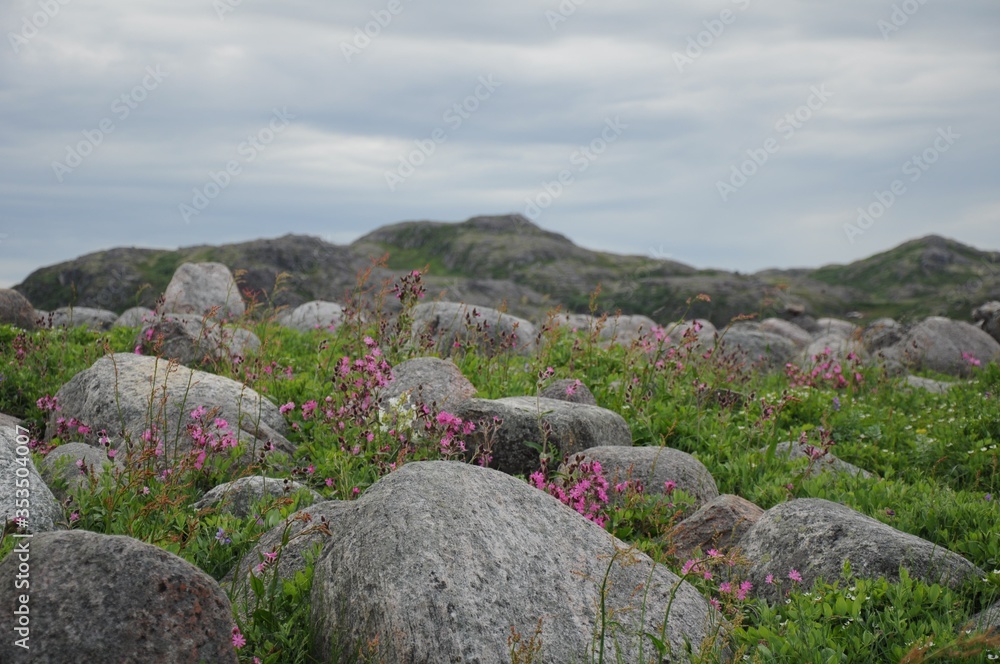 Pink small flowers among boulders and moss and mountains on the background Pink small flowers among boulders and moss and mountains on the background