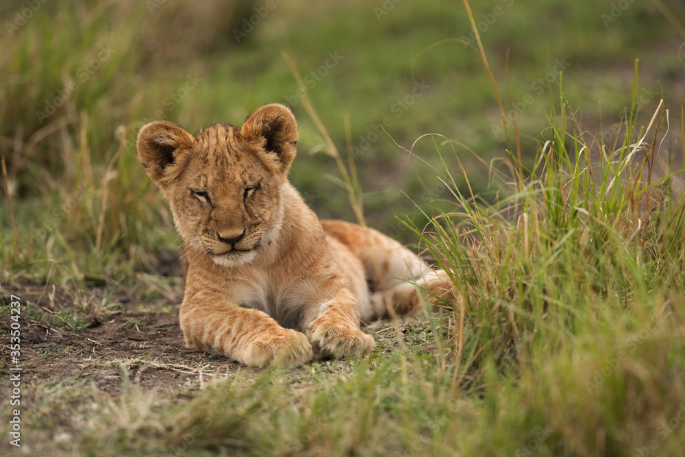 Lion cub resting in the evening hours, Masai Mara Lion cub resting in the evening hours, Masai Mara