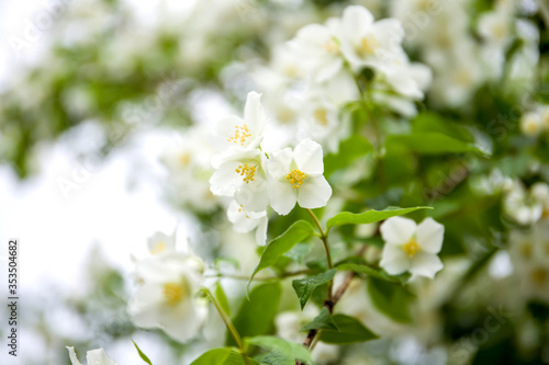 White jasmine flower close up