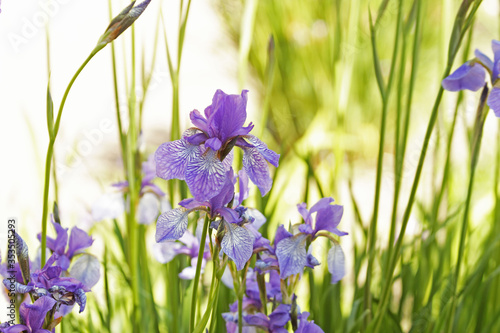 Beautiful iris flowers blooming in garden.Amazing iris field in summer park.Photographed at the festival.Selective focus.Flowers pattern.Natural iris flowers and young green grass background