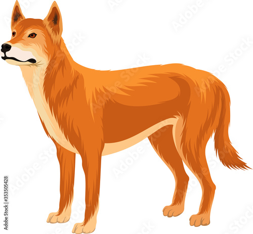 Australian wild dog dingo vector illustration photo