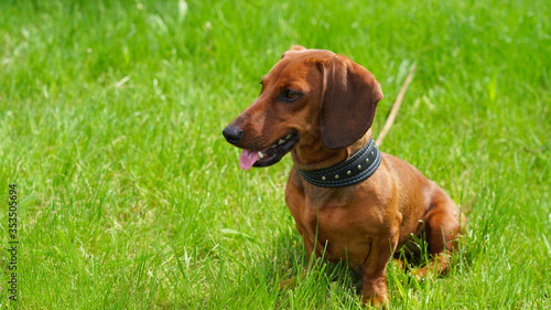 Funny dog dachshund on a walk against the background of green spring grass. A pet favorite red-haired puppy tired with a hanging pink tongue sits on the lawn