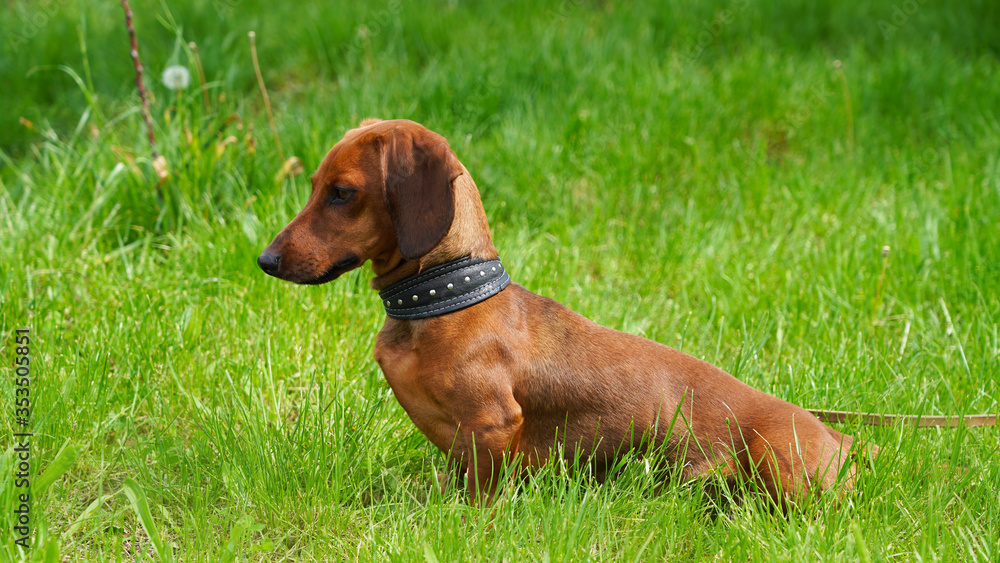 Dog dachshund for a walk on a background of green spring grass. Pet favorite red-haired puppy