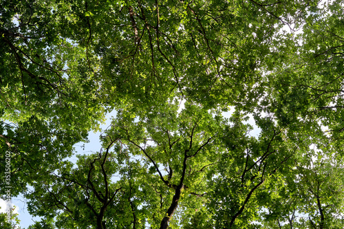aerial view of the tree canopy
