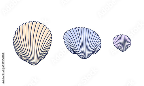 Vector set of three seashells in a line. Hand Drawn vector Illustration. Summer icon isolated on a white background