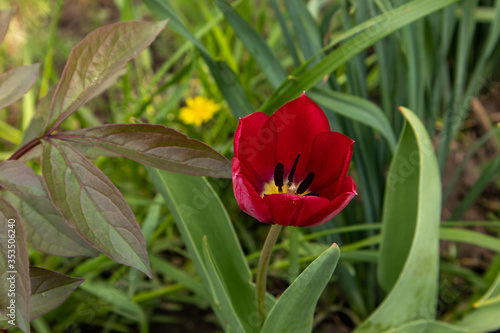 Saturratrd red tulips that grow in the garden.