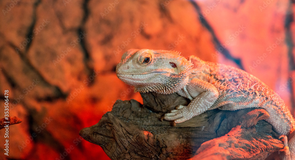 Little lizzard with spikes in reptile park. Little lizzard with spikes in reptile park.