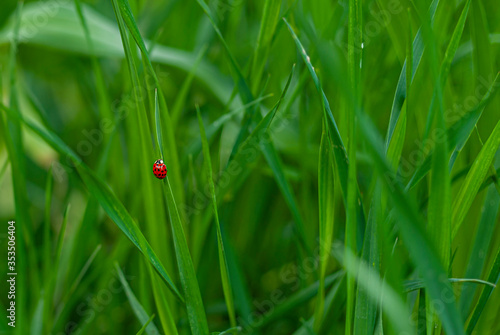 Tiny red ladybug climbing on green grass stem