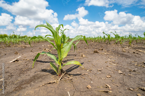 Wide angle closeup of young corn plant growing in farm field. Concept of planting season and farming landscape