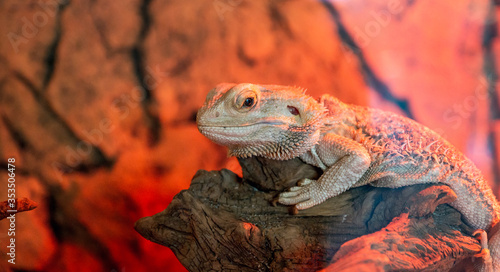 Photos Little lizzard with spikes in reptile park.