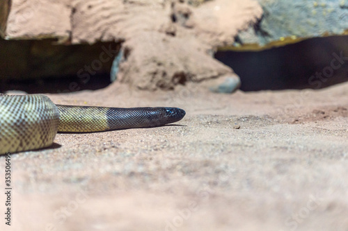 Black headed snake in sand in reptil park. photo