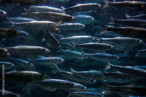 A group of sardines or herring swimming together in the ocean with blue tone colors. Food, overfishing and industry concept. photo