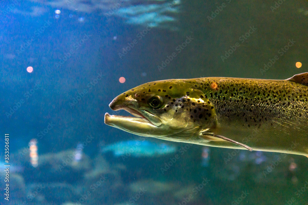 Norwegian salmon fish underwater. Norwegian salmon fish underwater.