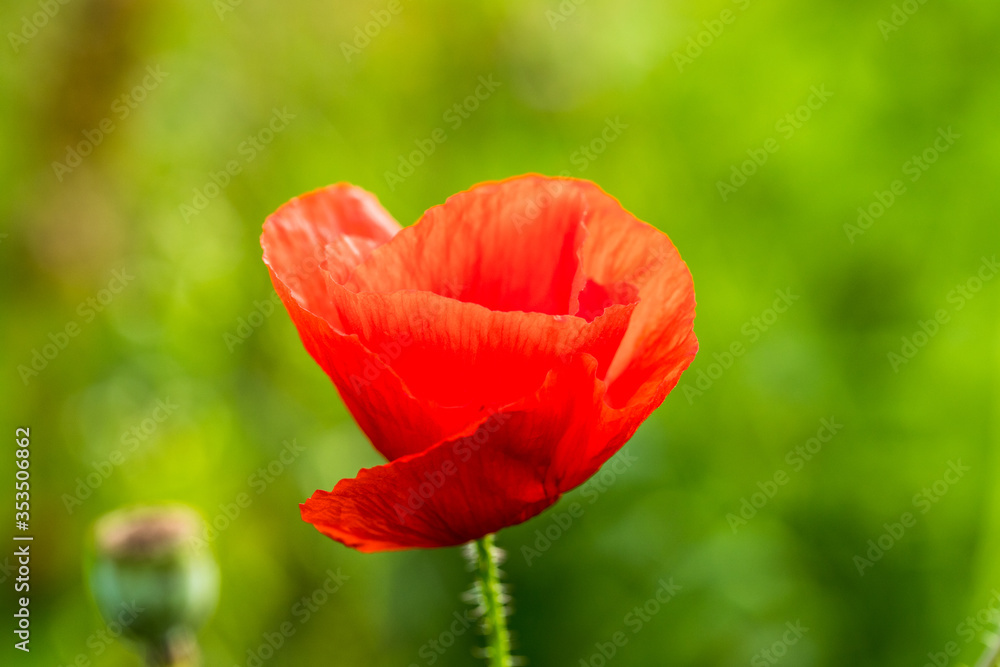 Flower Red Poppy On Green Background On Sunny Day Close-up. Flower Red Poppy On Green Background On Sunny Day Close-up.