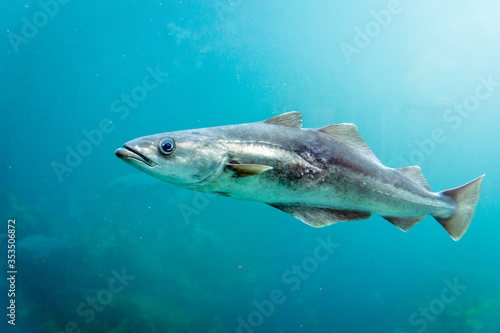 Cod fish swimming under water in blue water.