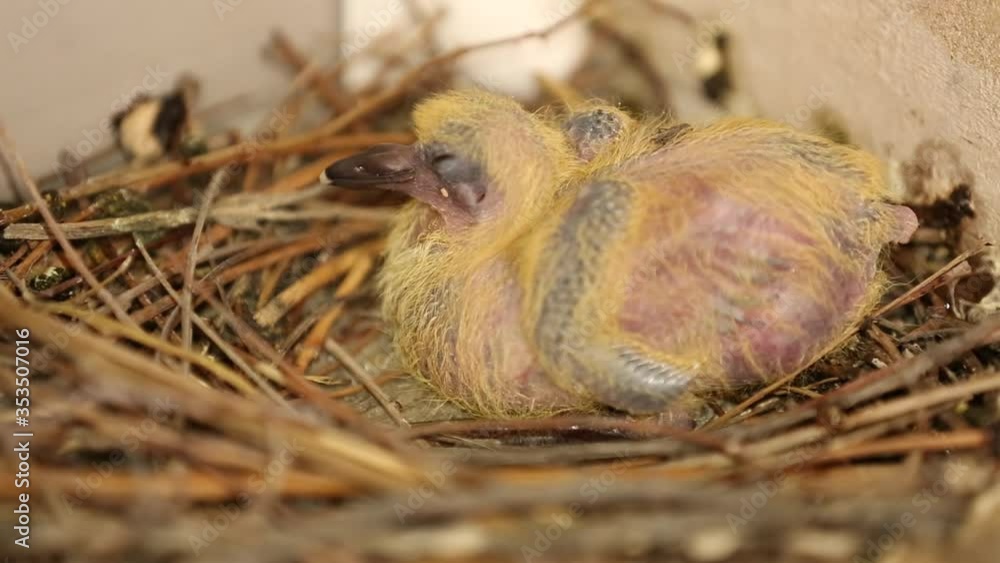 Newly born pigeon chick in a nest. Close-up of a pigeon baby with a gray feather on a nest Newly born pigeon chick in a nest. Close-up of a pigeon baby with a gray feather on a nest