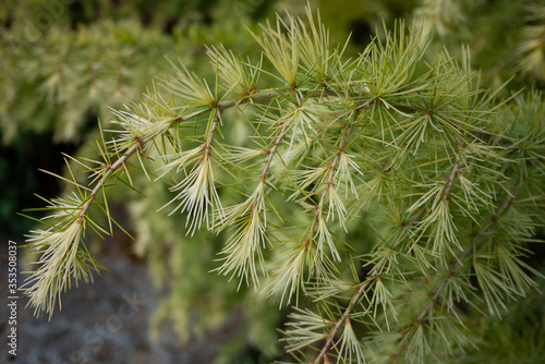 Larix laricina, commonly known as the tamarack, hackmatack, eastern larch, black larch, red larch, or American larch.
