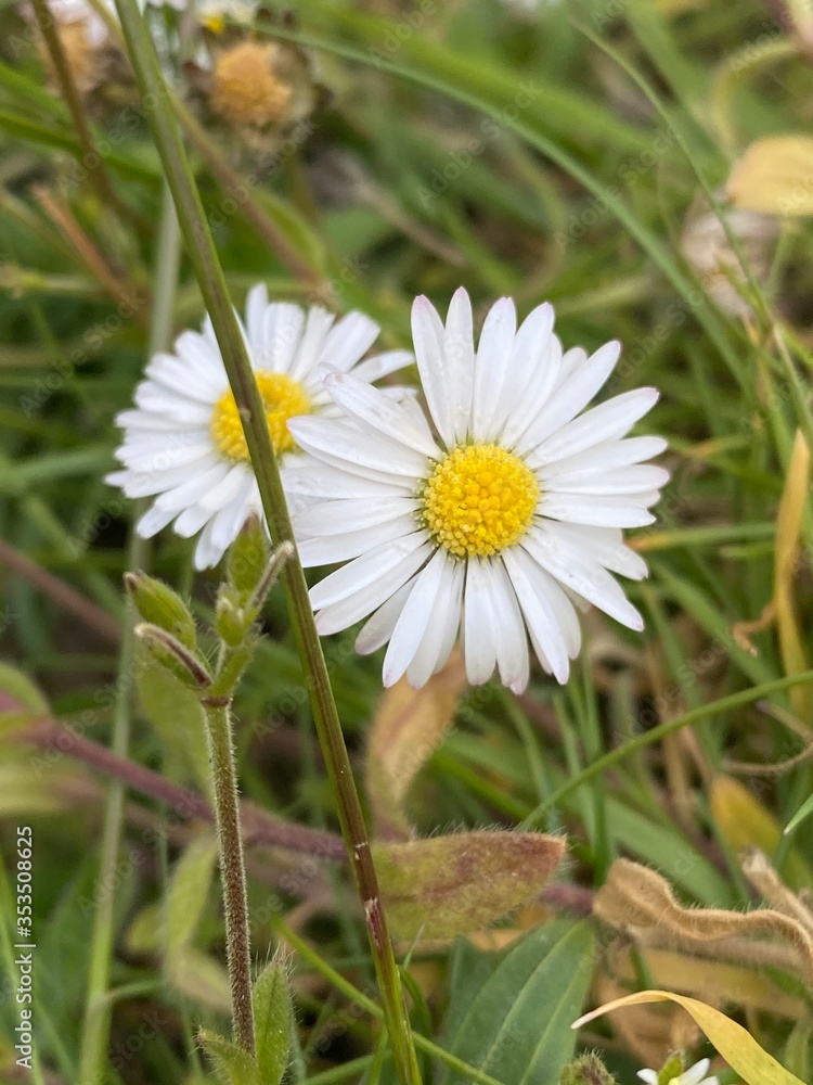Obraz premium daisy in the grass