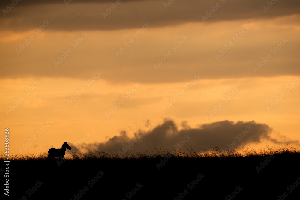 Silhouette of Zebra at sunset in Masai Mara