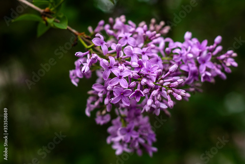 Purple Flowers © Chelsea Grobelny