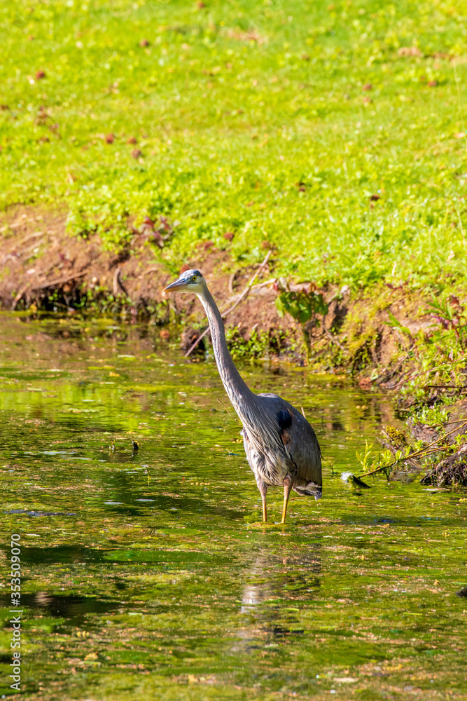 Fototapeta premium great blue heron