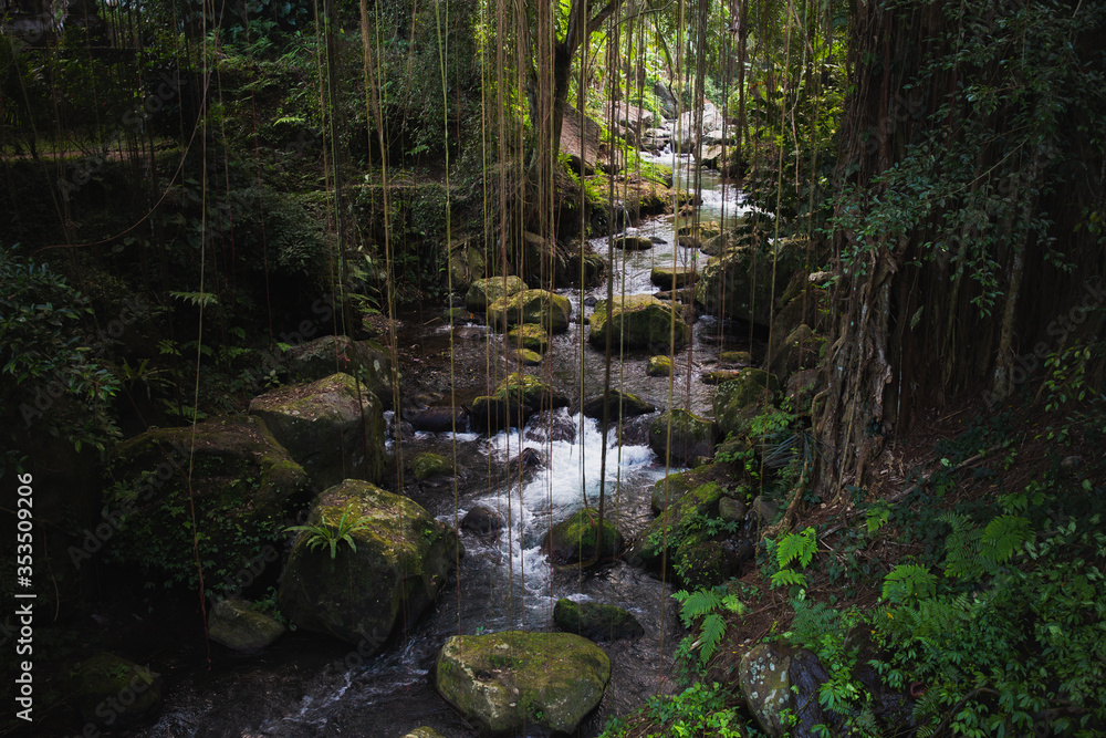 Obraz premium Jungle river