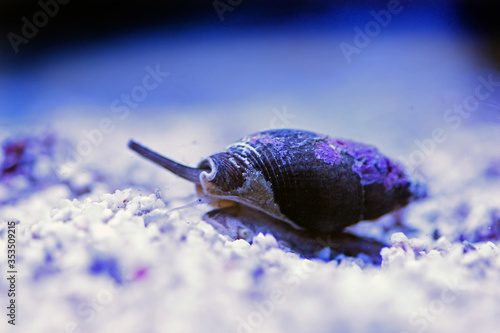 Canvastavla Nassa mud snail (dog whelks) - Nassarius arcularius
