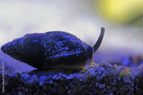 Nassa mud snail (dog whelks) - Nassarius arcularius photo