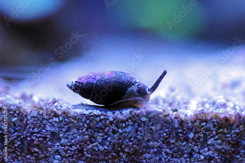 Fotografía Nassa mud snail (dog whelks) - Nassarius arcularius