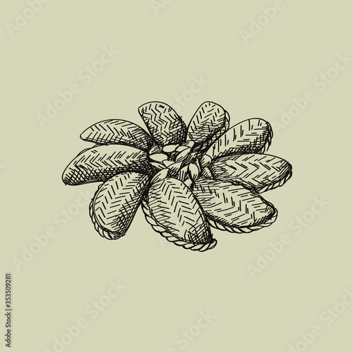 Sketch of Azerbaijan national pastry shekerbura with seeds in the center	